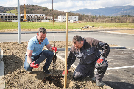 Obcina_hoce_slivnica_sajenje_lip marec2026_foto_pigac_si (1)